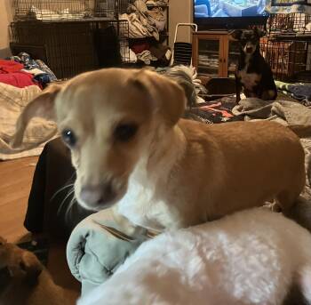 Chihuahua and Dachshund Dogs Available for Adoption - Kookie | PetCurious