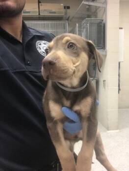 Doberman Pinscher and Mixed Breed Dogs Available for Adoption in Conroe, Texas - A427344 | PetCurious