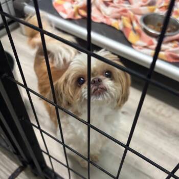 Bad Bunny -  Shih Tzu Dog for Adoption in St. Louis, Missouri - Bad Bunny | PetCurious