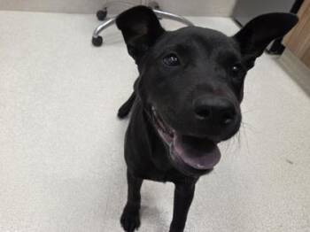 Silas -  Chow Chow and Mixed Breed Dog Available for Adoption in Honolulu, Hawaii - Silas | PetCurious