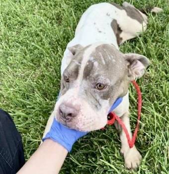 A658787 -  Pit Bull Terrier Dog for Adoption in Houston, Texas - A658787 | PetCurious
