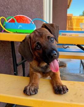 Cranberry -  Beagle and Black Mouth Cur Dog for Adoption in Colorado Springs, Colorado - Cranberry | PetCurious