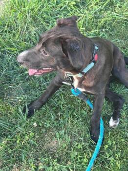 Mia -  Retriever Dog for Adoption in Valley Stream, New York - Mia | PetCurious