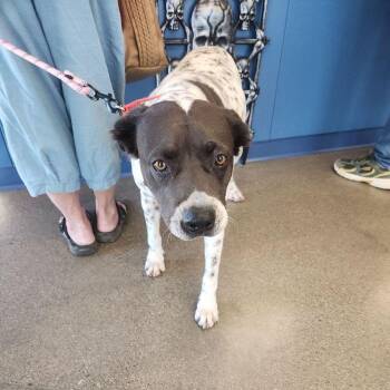 Cookie -  Pit Bull Terrier Dog for Adoption in Kingman, Arizona - Cookie | PetCurious
