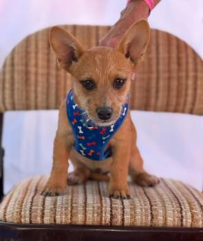 Gretl -  Wirehaired Terrier Dog for Adoption in Longmont, Colorado - Gretl | PetCurious