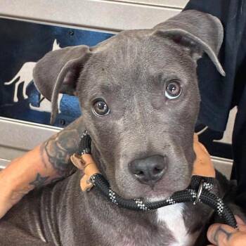 Dawn -  Pit Bull Terrier Dog for Adoption in Buchanan Dam, Texas - Dawn | PetCurious