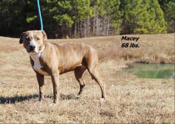 Macey -  Mixed Breed Dog Available for Adoption in Oxford, North Carolina - Macey | PetCurious