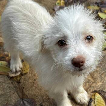 Rescue Chihuahua and Terrier Dogs for Adoption in Raleigh, North Carolina - Sketti | PetCurious