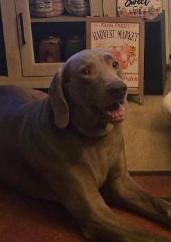 Max -  Weimaraner Dog for Adoption in Fayetteville, Arkansas - Max | PetCurious