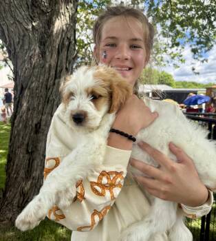 Lane -  Goldendoodle Dog for Adoption in Iron Ridge, Wisconsin - Lane | PetCurious