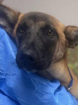 Shepherd and Mixed Breed Dogs Available for Adoption in San Antonio, Texas - Trinity | PetCurious