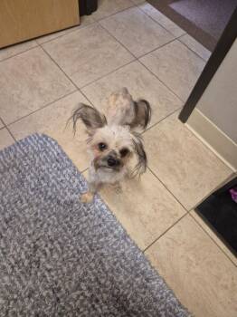 Noah -  Chinese Crested Dog Dog for Adoption in Colorado Springs, Colorado - Noah | PetCurious