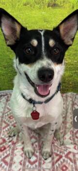 Rescue Cattle Dog Dogs for Adoption in Brookings, Oregon - Shilo | PetCurious