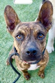Harper -  French Bulldog and Terrier Dog for Adoption in Manhattan Beach, California - Harper | PetCurious