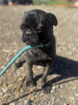 Grant -  Pug Dog for Adoption in Alameda, California - Grant | PetCurious