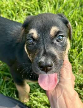 Paz -  Shepherd and Pit Bull Terrier Dog for Adoption in Princeton, Massachusetts - Paz | PetCurious