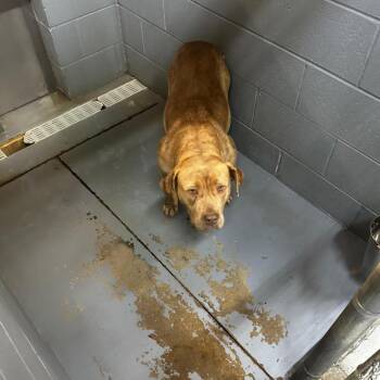 Mixed Breed Dogs Available for Adoption - Virginia Woof | PetCurious