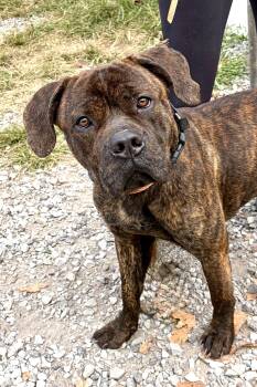 Zues -  Cane Corso Dog for Adoption in Mckeesport, Pennsylvania - Zues | PetCurious