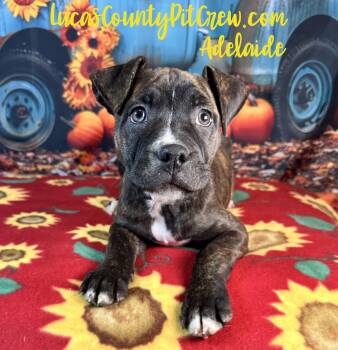 Rescue American Staffordshire Terrier and Boxer Dogs for Adoption in Toledo, Ohio - Adelaide | PetCurious