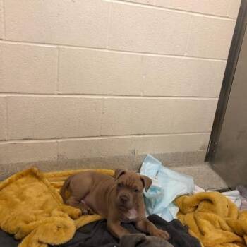 Mixed Breed Dogs Available for Adoption - Russel | PetCurious