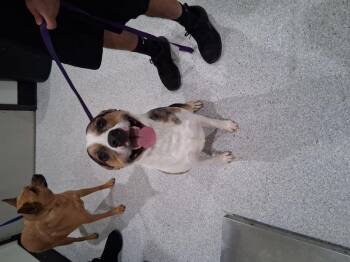 Adell -  Australian Cattle Dog Blue Heeler and Pit Bull Terrier Dog for Adoption in Lake Havasu City, Arizona - Adell | PetCurious