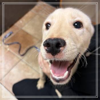 FWT Bolt -  Husky and Mixed Breed Dog for Adoption in Midland, Texas - FWT Bolt | PetCurious
