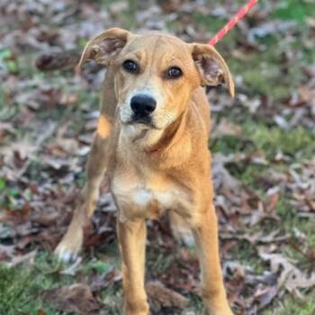 Catahoula Leopard Dog and Labrador Retriever Dogs Available for Adoption - Sally | PetCurious