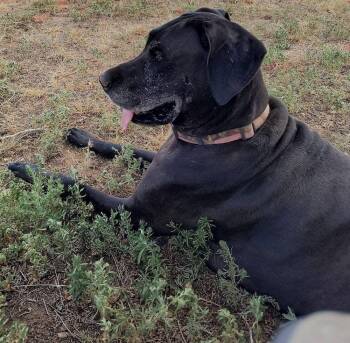 Roxy -  Great Dane Dog for Adoption in Larkspur, Colorado - Roxy | PetCurious