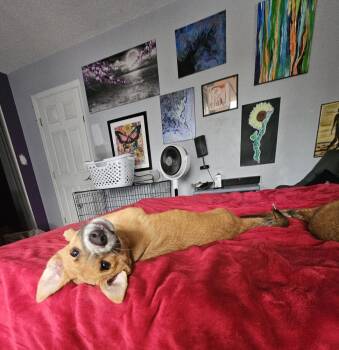 TRIXIE -  Shepherd Dog for Adoption in Broomfield, Colorado - TRIXIE | PetCurious