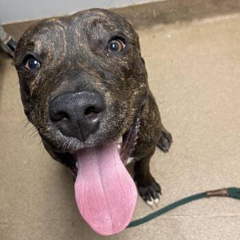Mixed Breed Dogs Available for Adoption in Chattanooga, Tennessee - Camo | PetCurious