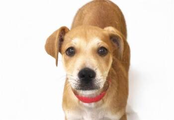 MARIPOSA -  American Staffordshire Terrier and Mixed Breed Dog Available for Adoption in Fort Lauderdale, Florida - MARIPOSA | PetCurious