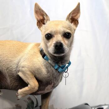 Mixed Breed Dogs Available for Adoption - Toby | PetCurious