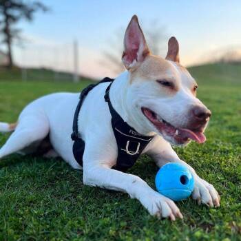 Rescue Jack Russell Terrier and American Bully Dogs for Adoption in Abbotsford, British Columbia - Asha | PetCurious