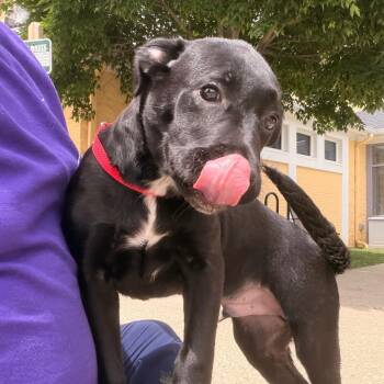 Pit Bull Terrier and Mixed Breed Dogs Available for Adoption in Indianapolis, Indiana - Oswald | PetCurious