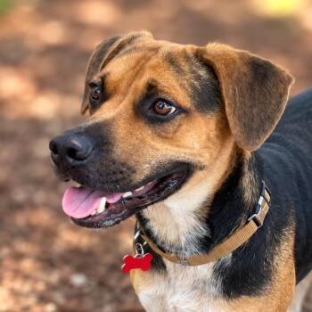 Magoo -  Hound and Coonhound Dog for Adoption in Boerne, Texas - Magoo | PetCurious