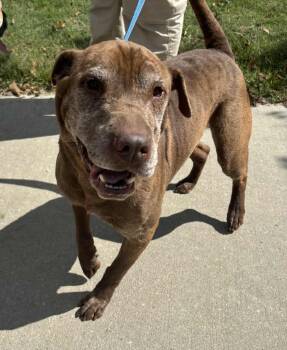 Rescue Shar Pei and Labrador Retriever Dogs for Adoption in Independence, Missouri - George | PetCurious