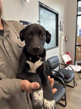 Labrador Retriever Dogs Available for Adoption in Sterling, Massachusetts - Maverick 3 Months AVAIL 4/22 | PetCurious