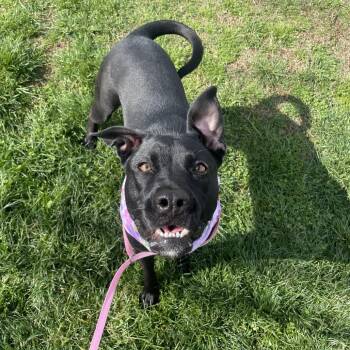 Hazel May -  Black Labrador Retriever and Boxer Dog for Adoption in Springfield, Missouri - Hazel May | PetCurious