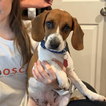 Brian -  Beagle and Jack Russell Terrier Dog for Adoption in Sparta, New Jersey - Brian | PetCurious