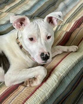 Boxer and Mixed Breed Dogs Available for Adoption in Malvern, Pennsylvania - Huck | PetCurious