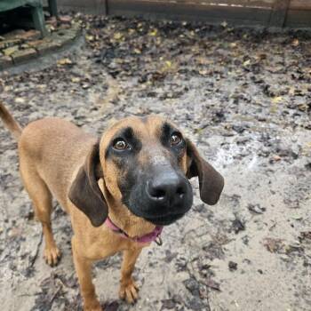 Kaylen 29965 -  Mixed Breed Dog for Adoption in Middleburg, Florida - Kaylen 29965 | PetCurious