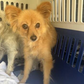 Sweet Potato Pie -  Pomeranian Dog for Adoption in Northbrook, Illinois - Sweet Potato Pie | PetCurious