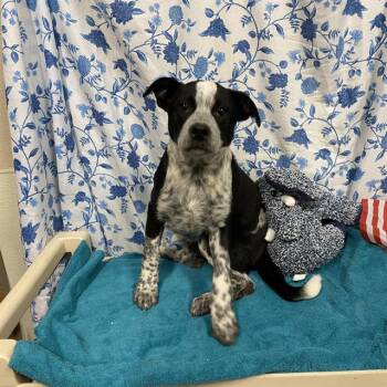 A612206 -  Australian Cattle Dog Blue Heeler Dog for Adoption in Modesto, California - A612206 | PetCurious