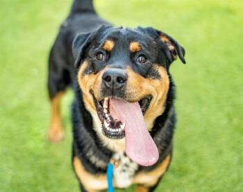 Rottweiler and Mixed Breed Dogs Available for Adoption - TRUCK | PetCurious