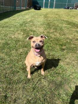 Rescue Terrier Dogs for Adoption in West Jefferson, Ohio - Maria | PetCurious