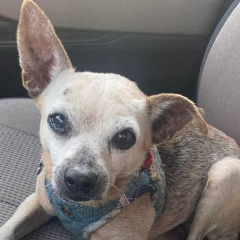 Lucy Christine -  Chihuahua Dog for Adoption in Gulfport, Mississippi - Lucy Christine | PetCurious