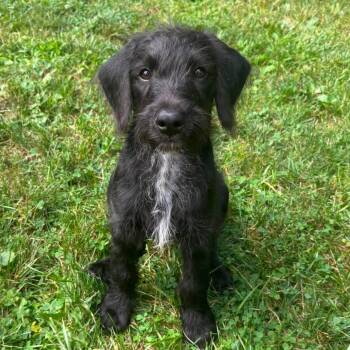 Finn -  Mixed Breed Dog for Adoption in Greece, New York - Finn | PetCurious