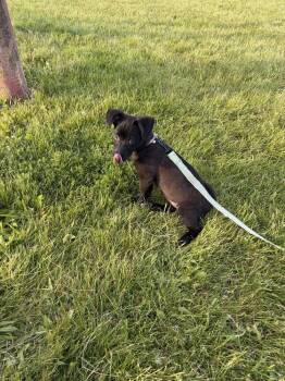 Bear -  Corgi Dog for Adoption - Bear | PetCurious