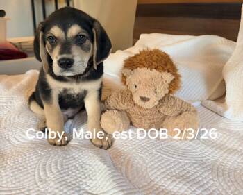 Retriever and Beagle Dogs Available for Adoption - Colby | PetCurious