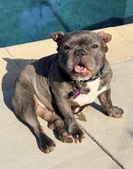 Sweetie -  French Bulldog Dog for Adoption in Marina Del Rey, California - Sweetie | PetCurious